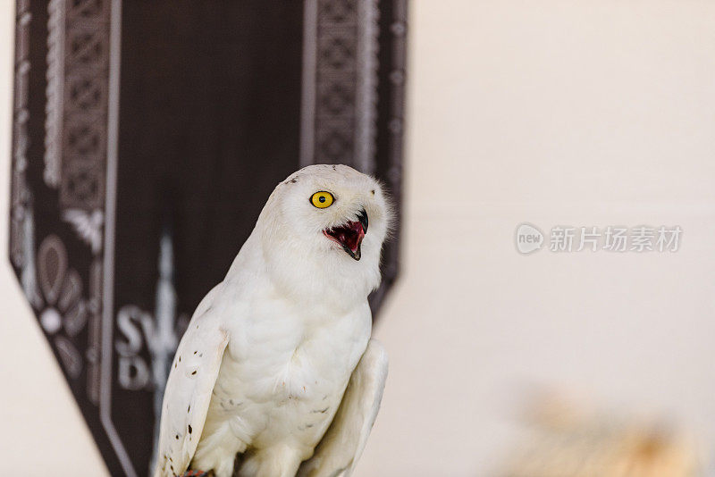 白猫头鹰的肖像，Bubo scandiacus，在囚禁中。